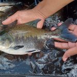 Estudo identifica risco de transmissão de doenças entre viveiros de peixes na mesma bacia hidrográfica