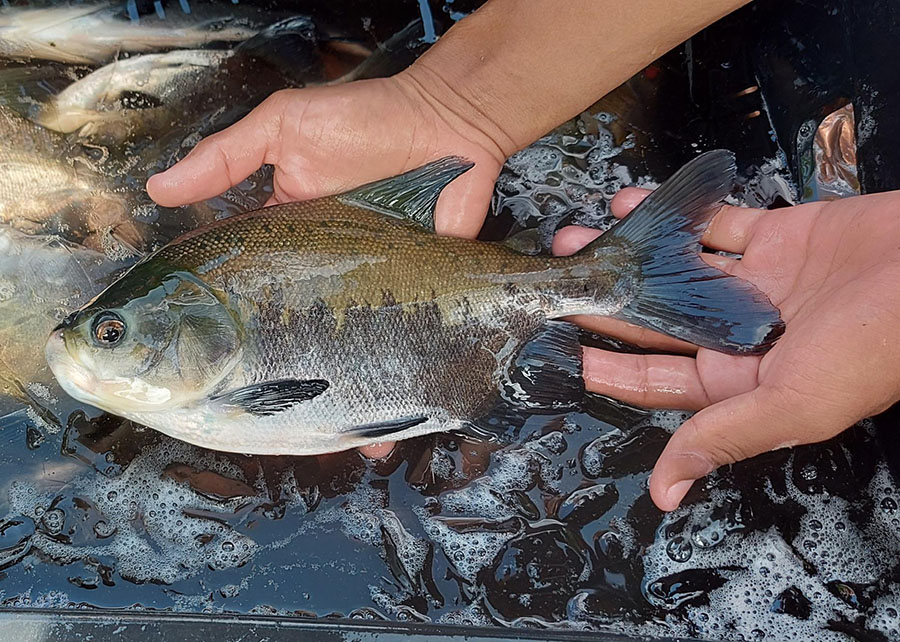 Estudo identifica risco de transmissão de doenças entre viveiros de peixes na mesma bacia hidrográfica Estudo identifica risco de transmissão de doenças entre viveiros de peixes na mesma bacia hidrográfica