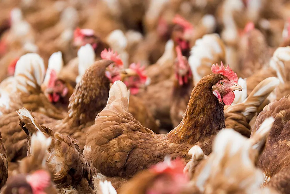 Excesso de oferta derruba preços do frango e leva governo da Indonésia a intervir no mercado