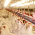 Exportações de frango crescem 29,6% e registram terceiro maior volume da história em maio