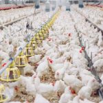 Abate de frangos atinge 3,39 bilhões de aves e produção de carne cresce 6% no 1º semestre