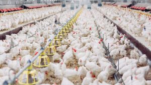 Abate de frangos atinge 3,39 bilhões de aves e produção de carne cresce 6% no 1º semestre