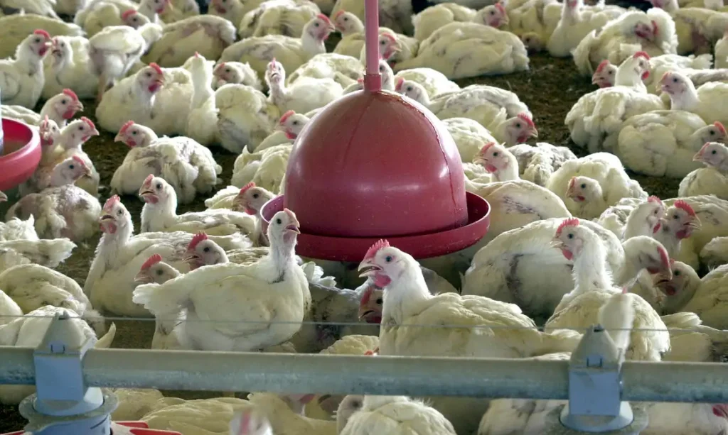 Exportações de frango do RS avançam em maio e reforçam retomada no mercado externo