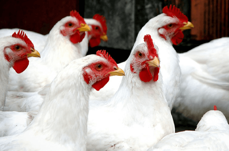 Fortes temperaturas causam mortalidade em massa de aves na França