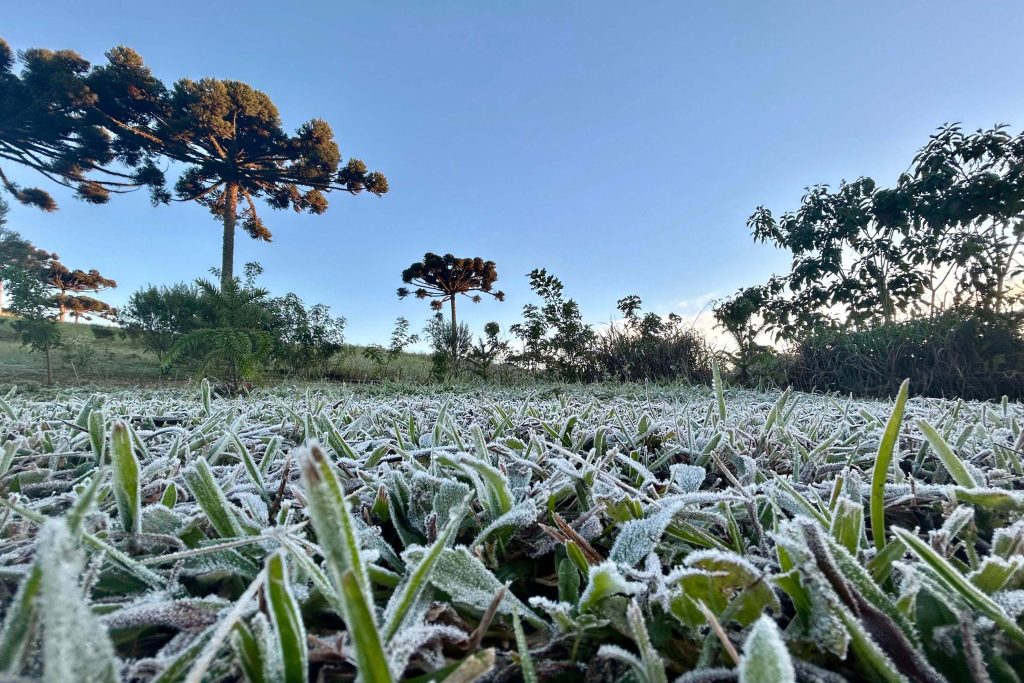 Frio avança e mantém risco de geada no Sul do Brasil nesta quarta-feira (17) Frio avança e mantém risco de geada no Sul do Brasil nesta quarta-feira (17)