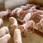 Associação exige apoio financeiro emergencial para suinocultores na Inglaterra
