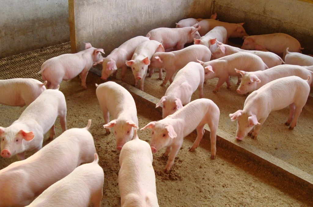 Gigante europeu aposta no Paraguai com aporte bilionário na suinocultura