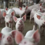Hungria confirma primeiro caso de peste suína africana em suínos domésticos
