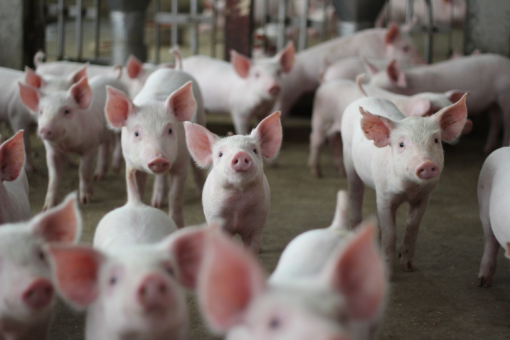Hungria confirma primeiro caso de peste suína africana em suínos domésticos