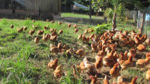Itália cria fundo para incentivar produção de aves sem uso de gaiolas