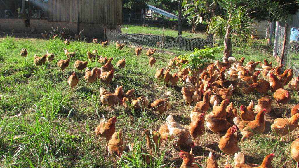 Itália cria fundo para incentivar produção de aves sem uso de gaiolas