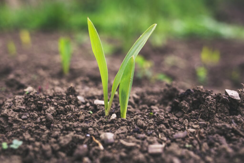 Nanopartículas de cobre aumentam aderência de agroquímicos e podem melhorar eficiência de fertilizantes