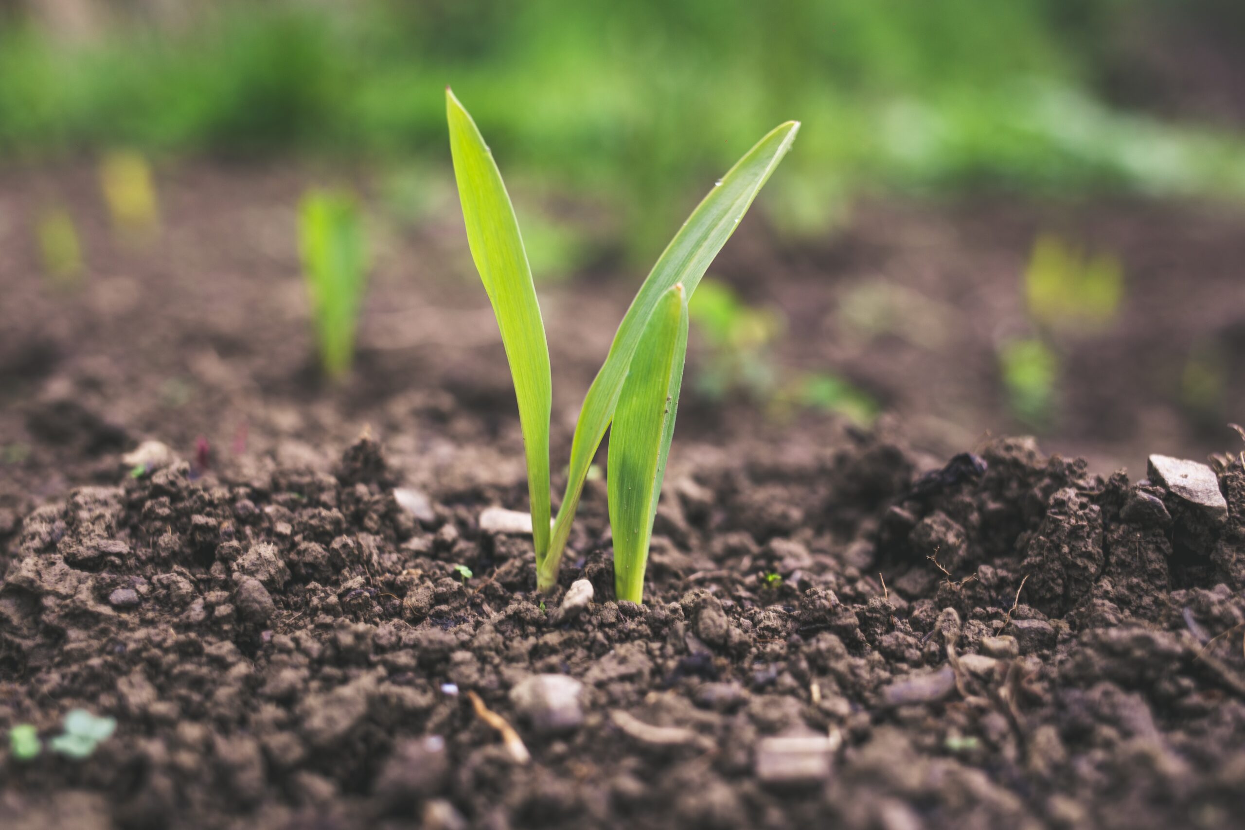 Nanopartículas de cobre aumentam aderência de agroquímicos e podem melhorar eficiência de fertilizantes