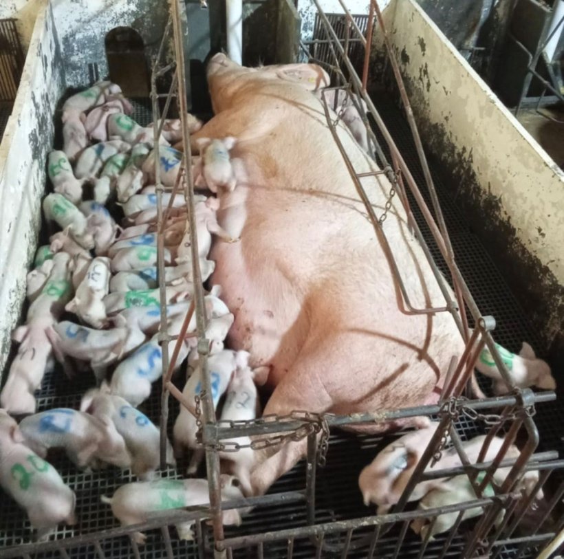Parto com 46 leitões vivos chama atenção em propriedade de Minas Gerais