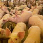 Poder de compra do suinocultor paulista recua e atinge menor nível em mais de dois anos