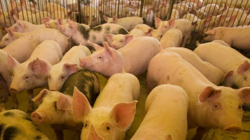 Poder de compra do suinocultor paulista recua e atinge menor nível em mais de dois anos