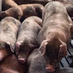 Preço do suíno vivo reage e registra primeira alta desde maio, aponta Cepea