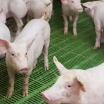 Preços de cortes suínos variam e toucinho dispara frente ao suíno vivo