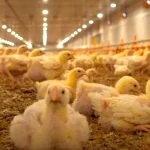 Preços do frango avançam mesmo com consumo mais lento na segunda quinzena Preços do frango avançam mesmo com consumo mais lento na segunda quinzena