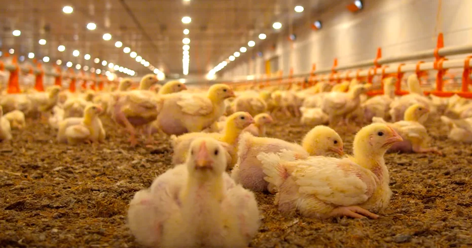 Preços do frango avançam mesmo com consumo mais lento na segunda quinzena