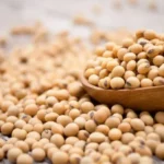 Processamento de soja no Brasil deve crescer em 2026 impulsionado pela demanda interna Processamento de soja no Brasil deve crescer em 2026 impulsionado pela demanda interna