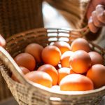 Produção de ovos perde ritmo no início de 2026 e preços sobem no país Produção de ovos perde ritmo no início de 2026 e preços sobem no país