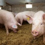Embrapa mapeia genes associados à torção de mesentério em suínos