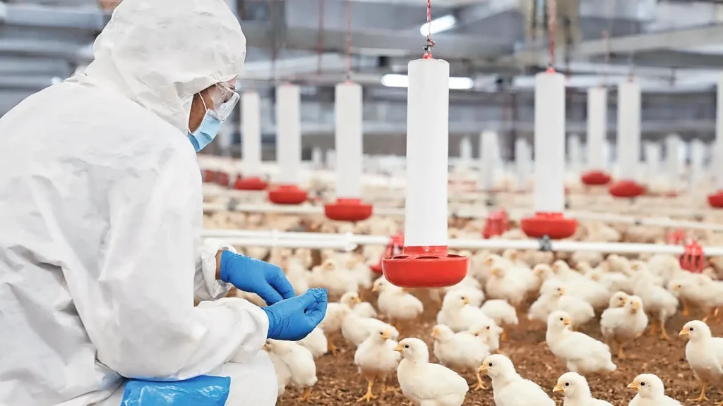 Reino Unido publica diretrizes de apoio financeiro para reforço da biossegurança avícola