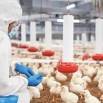 Reino Unido publica diretrizes de apoio financeiro para reforço da biossegurança avícola Reino Unido publica diretrizes de apoio financeiro para reforço da biossegurança avícola