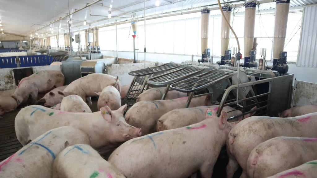 Setor suíno canadense apoia estratégia nacional de segurança alimentar