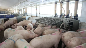 Setor suíno canadense apoia estratégia nacional de segurança alimentar