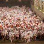 Suíno vivo intensifica perdas em junho e amplia distância em relação à carne no atacado Suíno vivo intensifica perdas em junho e amplia distância em relação à carne no atacado