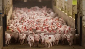 Rebanho suíno da União Europeia recua em 2025, mas matrizes sobem