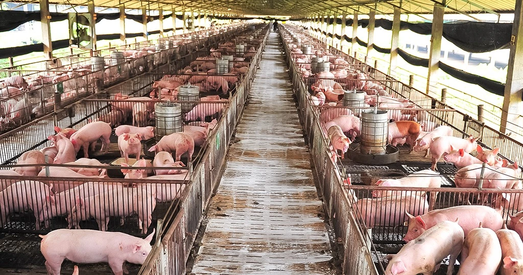 Suinocultura de MS avança com R$ 45 milhões em incentivos e mais de 4,5 milhões de animais beneficiados Suinocultura de MS avança com R$ 45 milhões em incentivos e mais de 4,5 milhões de animais beneficiados