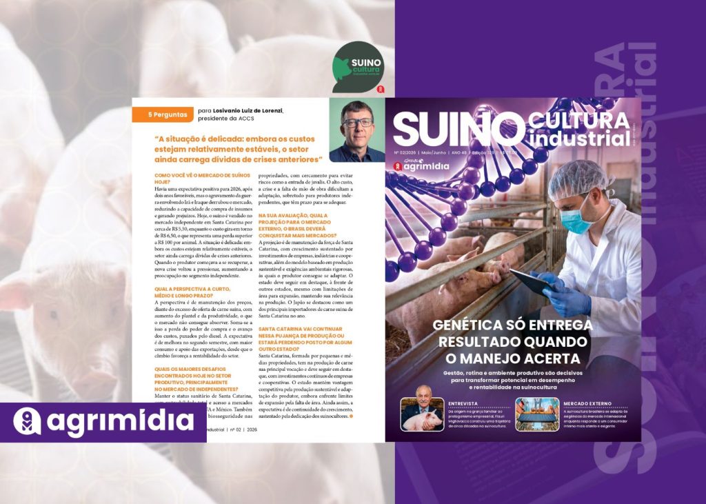 Suinocultura independente enfrenta prejuízos e aposta em recuperação no segundo semestre