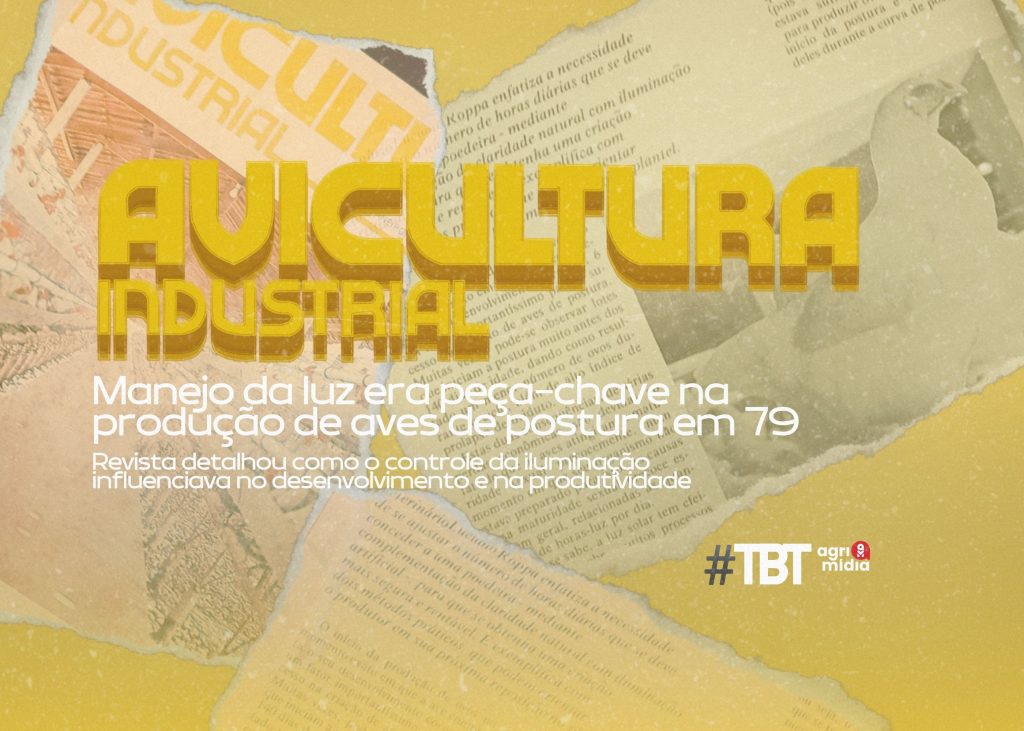 TBT Agrimidia: Manejo da luz era peça-chave na produção de aves de postura