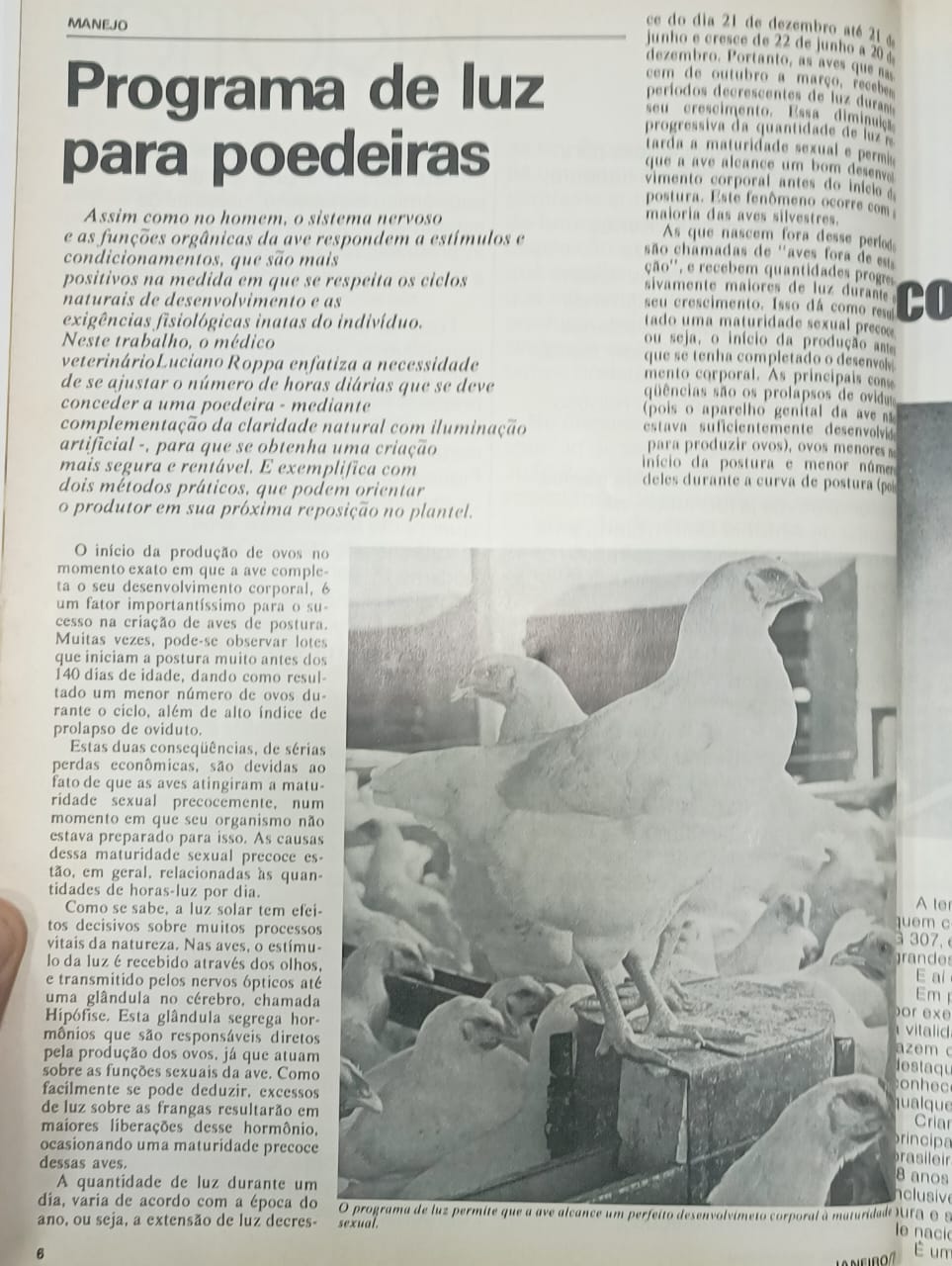 TBT Agrimidia: Manejo da luz era peça-chave na produção de aves de postura