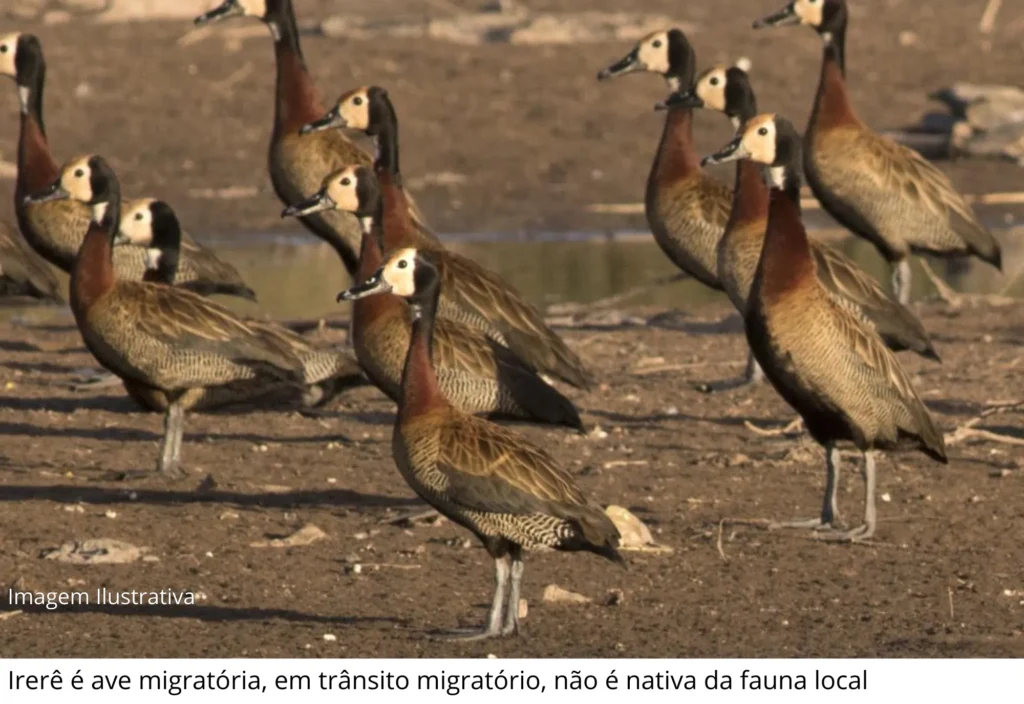 Guaíra (SP) confirma caso isolado de gripe aviária em ave silvestre