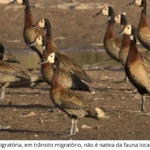 Guaíra (SP) confirma caso isolado de gripe aviária em ave silvestre