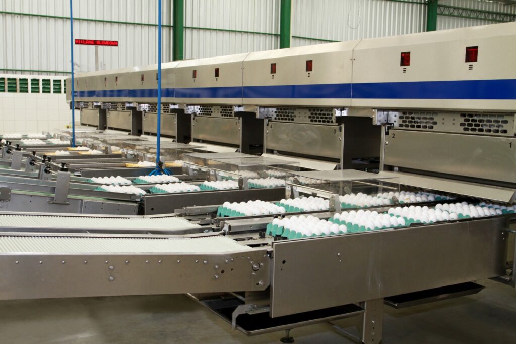 Avine investe em ovos premium e bem-estar animal no Nordeste