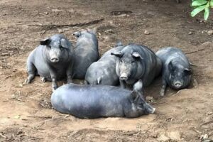 CPI das Carnes promove reunião em Sarandi/RS Embrapa lança estudo sobre resgate do porco Nilo