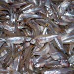 Instituto de Pesca impulsiona a lambaricultura e profissionaliza a produção nacional