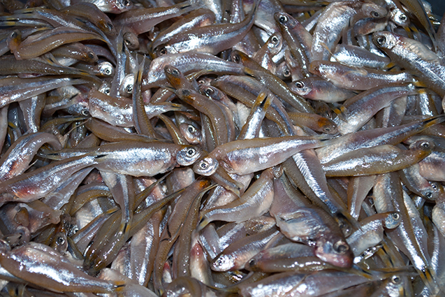 Instituto de Pesca impulsiona a lambaricultura e profissionaliza a produção nacional Instituto de Pesca impulsiona a lambaricultura e profissionaliza a produção nacional