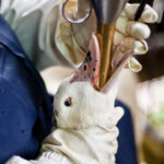 PL que proíbe produção e venda de foie gras segue para sanção