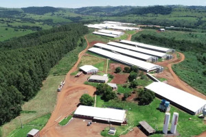Unidade de suínos da Coopavel completa 10 anos e recebe aporte de R$ 100 milhões Unidade de suínos da Coopavel completa 10 anos e recebe aporte de R$ 100 milhões