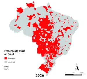 Avanço de javalis acende alerta na suinocultura industrial