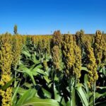 Embrapa abre editais para programas de Milho e Sorgo Baixo Carbono