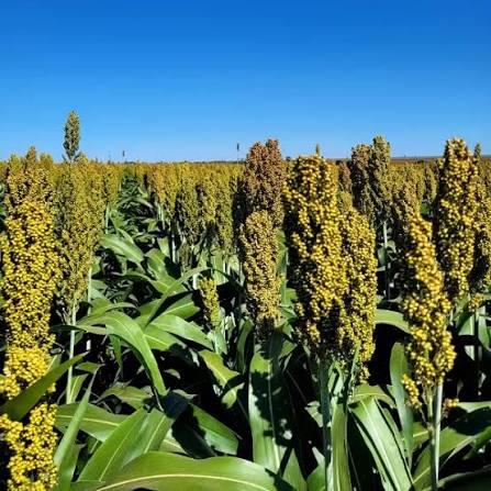 Embrapa abre editais para programas de Milho e Sorgo Baixo Carbono