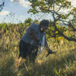 Embrapa ganha destaque mundial em projeto de restauração do Cerrado