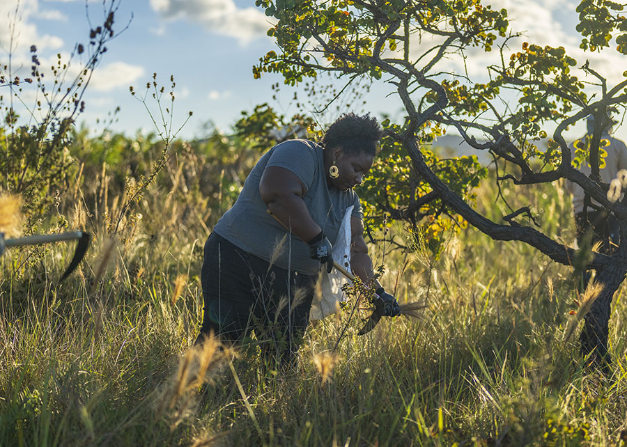 Embrapa ganha destaque mundial em projeto de restauração do Cerrado
